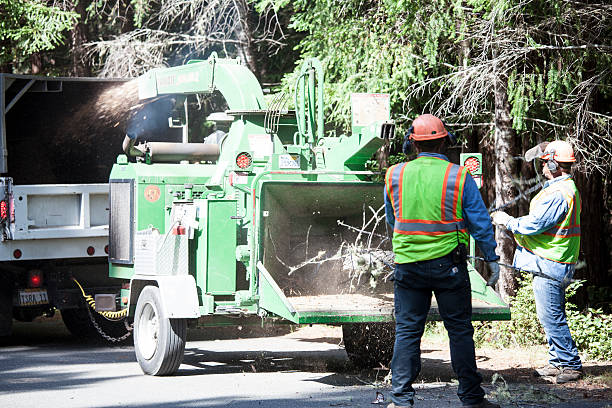 Best Fruit Tree Pruning  in Pascagoula, MS