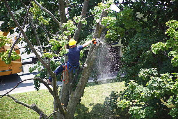 Trusted Pascagoula, MS Tree Services Experts